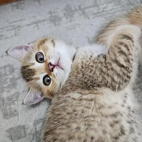 Котик