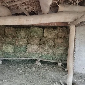 АРАСА БЕДЕ КИП