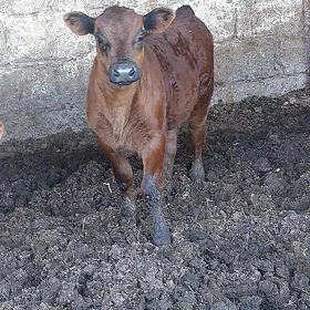 Arassa angus