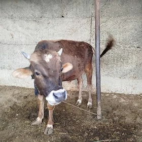 Öküzçe