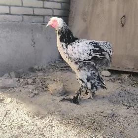 🐔Broller🐔