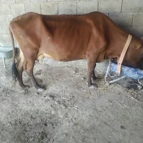 sygyr