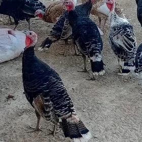 İnduk