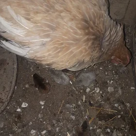 Sezarka juyje