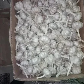 Sarymsak