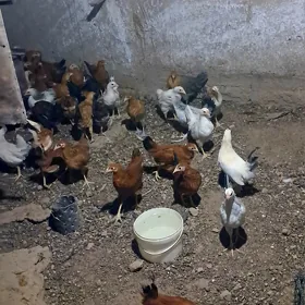 Towk juje 3 ay  dolyp barya