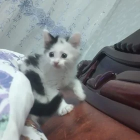 КОТЕНОК  В ДОБРЫЕ РУКИ🔴