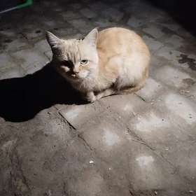 кот