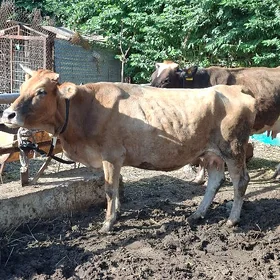 goleli sygyr swes
