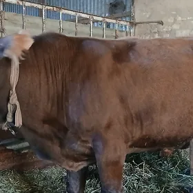 OKÜZ