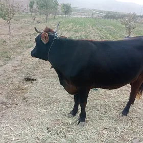 sygyr