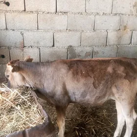 şwes tüwe