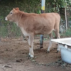 Şiwet Tohum Tüwe 6 aýlyk