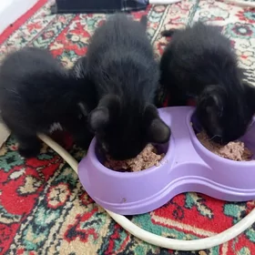 котята