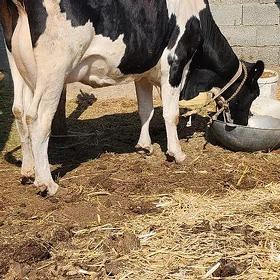 agyr bogaz mallar