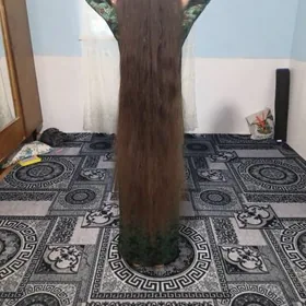 SAC ALYAS GYMMAT BAHADAN