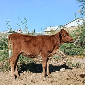 gulajyn goleler