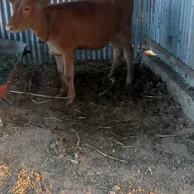 Göle