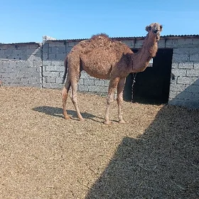semiz ogsuk