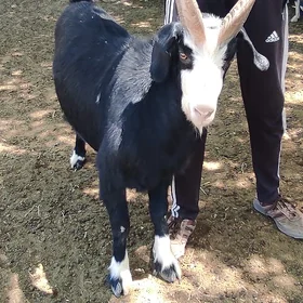 çopon.gerek