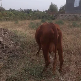 Goleli Sygyr