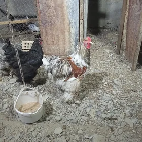 brama
