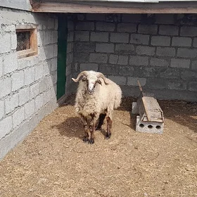 Goç