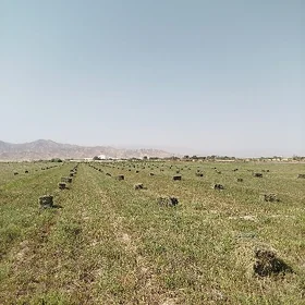 Baherdene suwçi işgär gerek