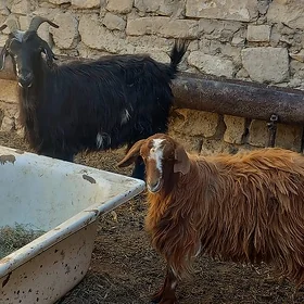 Geci cebis