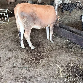 öküz ve tuwe