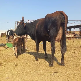 göleli.