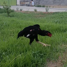 Taşkent