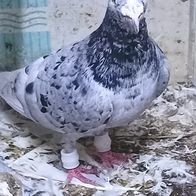 kepderi кепдери годуби