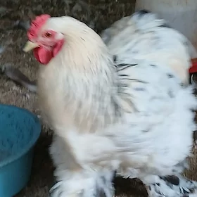 Brama horaz