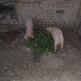 порасята