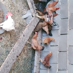 Ýaş horaz towuklar