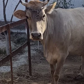 satlyk bogaz sygyr ve Gole