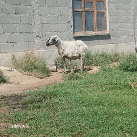 Goÿun