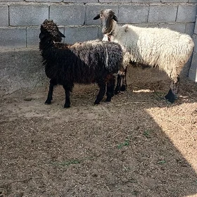 Guzly goýun