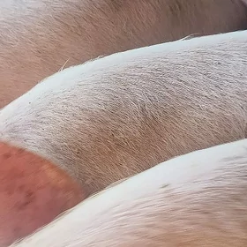 Dinuz