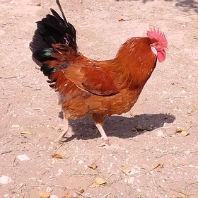 Horaz