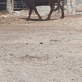 sygyr