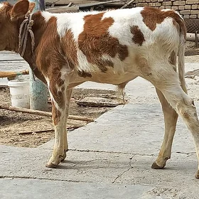 göle öküzçe