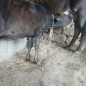 Göleli sygyr