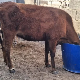semiZ gacar