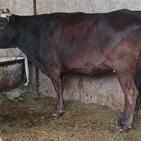 Bogaz sygyr
