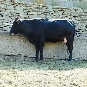 Gibrit bogoz sygyrlar