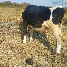 GOLSHTIN OKUZ 6 AYLYK