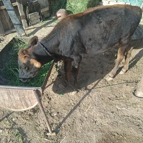 TÜWWE