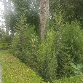 arizonski kiparis